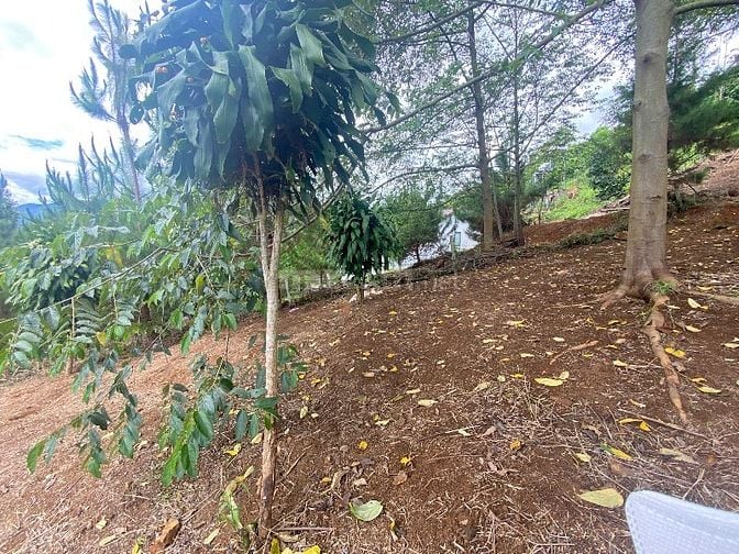 Chính chủ bán 522m2 sẵn 100m2 thổ cư tại thôn 10A Lộc Thành