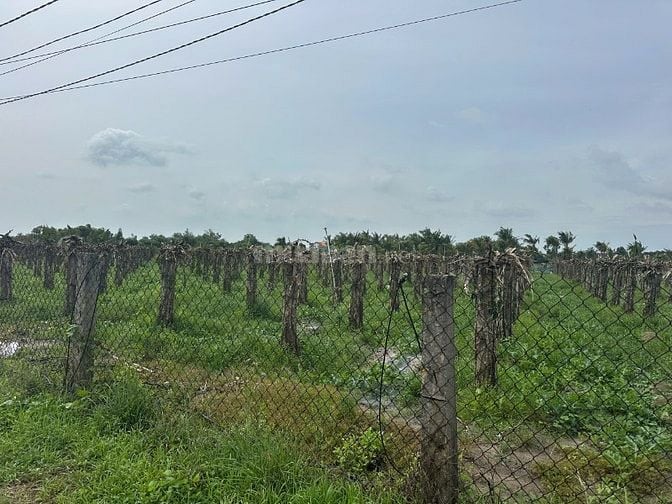 1,6 Sào Sổ Riêng Quy Hoạch Đất Ở,Tân Bình, Lagi Gần Biển