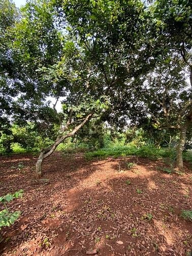 ĐẤT ĐỎ BÌNH LỘC 978m2, PHÁP LÝ ĐẦY ĐỦ, DÂN CƯ YÊN TĨNH 