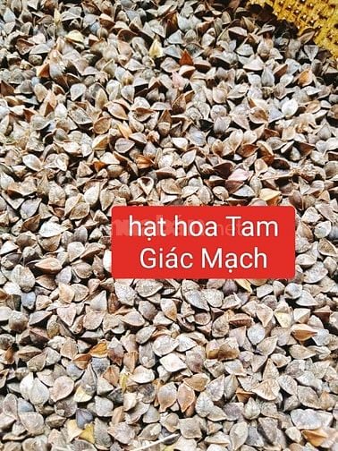 Hạt giống cây thảo dược , nhân trần, mã đề, cỏ xước, nhọ nồi