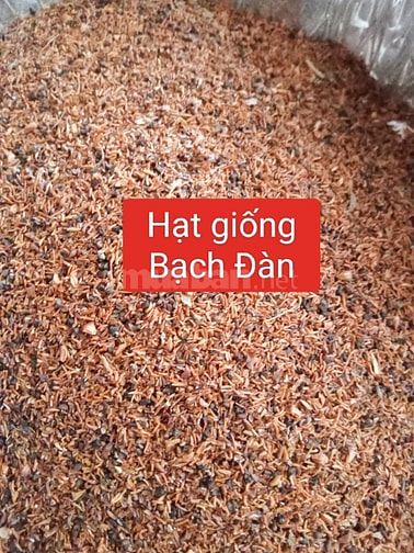 Hạt giống cây thảo dược , nhân trần, mã đề, cỏ xước, nhọ nồi