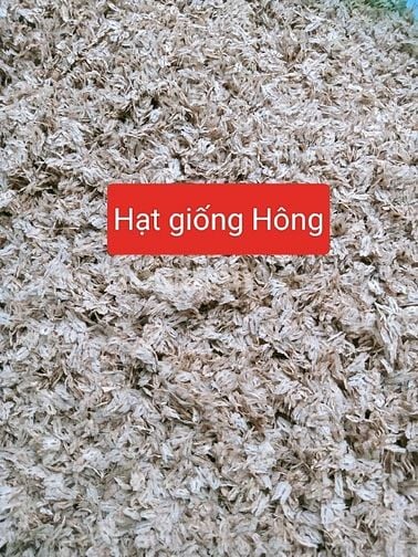 Hạt giống cây thảo dược , nhân trần, mã đề, cỏ xước, nhọ nồi