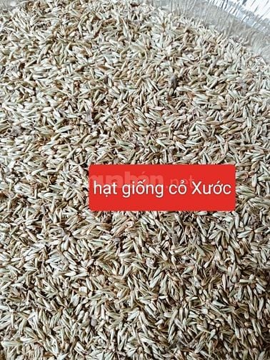 Hạt giống cây thảo dược , nhân trần, mã đề, cỏ xước, nhọ nồi