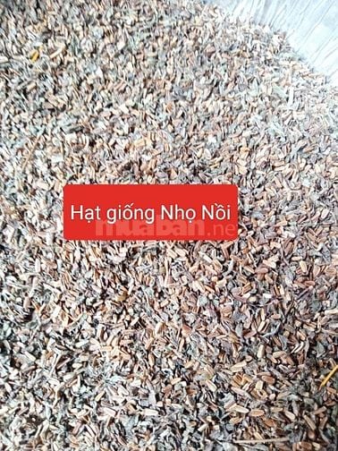 Hạt giống cây thảo dược , nhân trần, mã đề, cỏ xước, nhọ nồi
