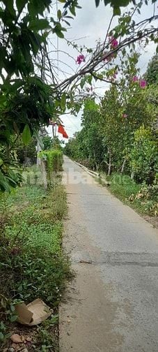 Bán đất vườn sầu riêng, mặt tiền sông lớn, 903m² giá chỉ 1 triệu/m2