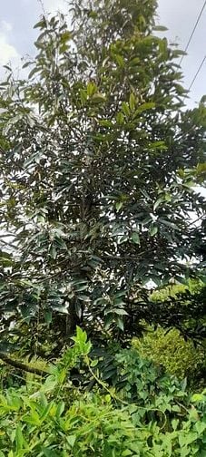 Bán đất vườn sầu riêng, mặt tiền sông lớn, 903m² giá chỉ 1 triệu/m2