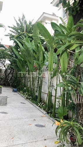 Cho thuê Biệt Thự VIP  Mỹ Văn -Phú mỹ hưng giá 90 triệu
