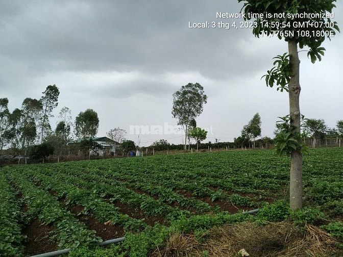 Hàng đầu tư 1,153m2 (30mx40m) sẵn 200m2 thổ cư gần hồ Phúc Thọ, Lâm Hà