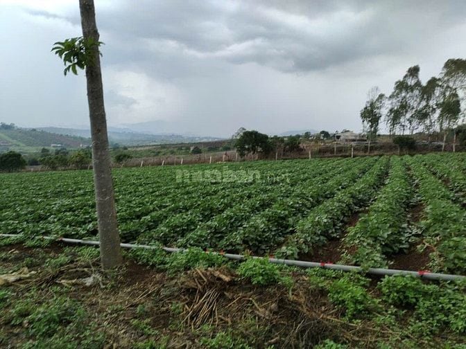Hàng đầu tư 1,153m2 (30mx40m) sẵn 200m2 thổ cư gần hồ Phúc Thọ, Lâm Hà