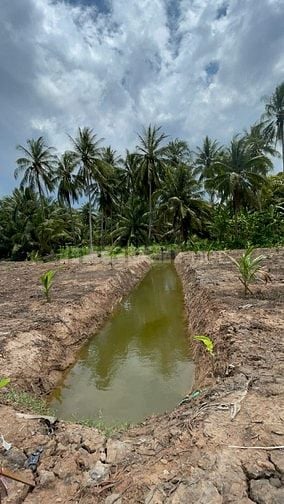 Bán 3,027m2 đất vườn dừa, gần sông, gần bến phà, giá chỉ 479tr/ công. 