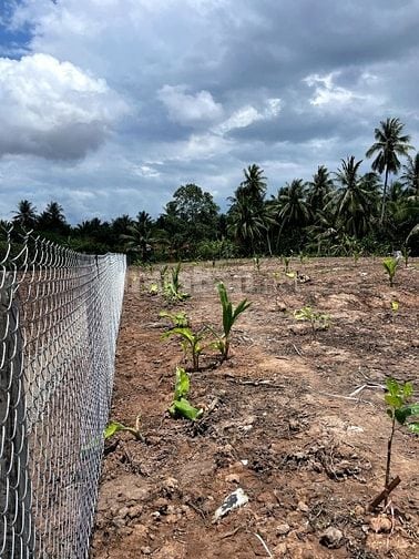 Bán 3,027m2 đất vườn dừa, gần sông, gần bến phà, giá chỉ 479tr/ công. 