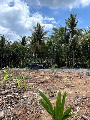 Bán 3,027m2 đất vườn dừa, gần sông, gần bến phà, giá chỉ 479tr/ công. 