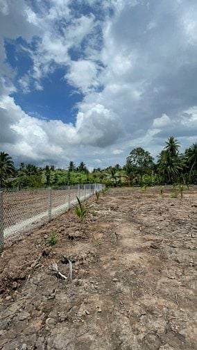 Bán 3,027m2 đất vườn dừa, gần sông, gần bến phà, giá chỉ 479tr/ công. 
