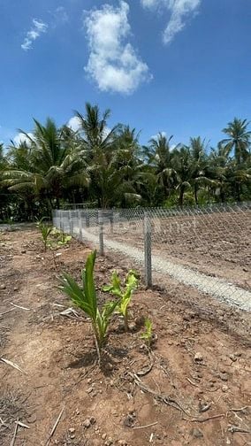 Bán 3,027m2 đất vườn dừa, gần sông, gần bến phà, giá chỉ 479tr/ công. 