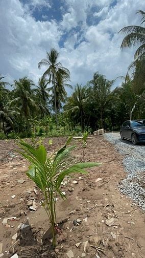 Bán 3,027m2 đất vườn dừa, gần sông, gần bến phà, giá chỉ 479tr/ công. 