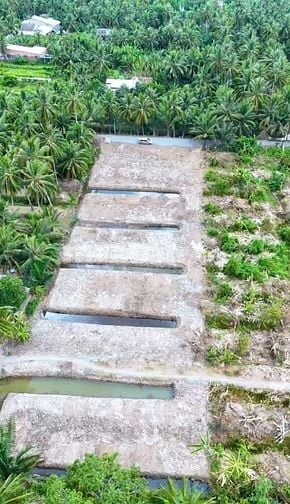 Bán 3,027m2 đất vườn dừa, gần sông, gần bến phà, giá chỉ 479tr/ công. 