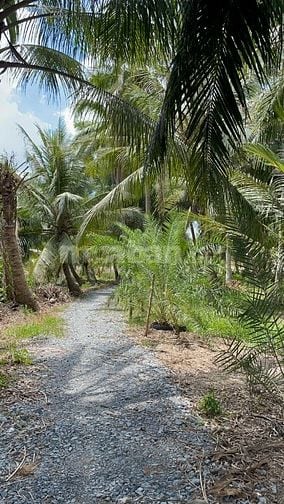 Chỉ 450triệu - 1,500m2 vườn dừa sẵn 100m2 thổ cư tại Tân Phú Đông