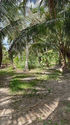 Chỉ 450triệu - 1,500m2 vườn dừa sẵn 100m2 thổ cư tại Tân Phú Đông