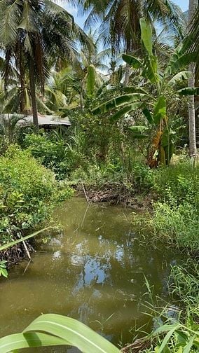 Chỉ 450triệu - 1,500m2 vườn dừa sẵn 100m2 thổ cư tại Tân Phú Đông
