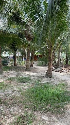 Chỉ 450triệu - 1,500m2 vườn dừa sẵn 100m2 thổ cư tại Tân Phú Đông
