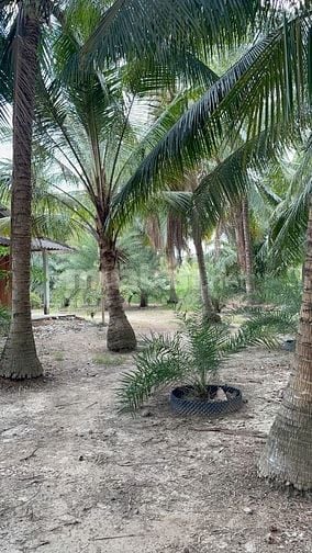 Chỉ 450triệu - 1,500m2 vườn dừa sẵn 100m2 thổ cư tại Tân Phú Đông