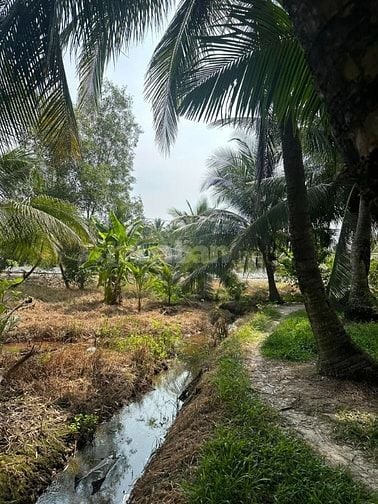 Chỉ 450triệu - 1,500m2 vườn dừa sẵn 100m2 thổ cư tại Tân Phú Đông