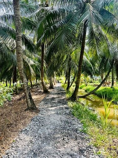 Chỉ 450triệu - 1,500m2 vườn dừa sẵn 100m2 thổ cư tại Tân Phú Đông