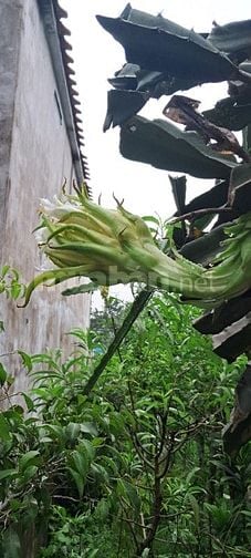 Chính chủ nhờ bán do ở  nước ngoài chưa có nhu cầu ở nên nhượng lại.