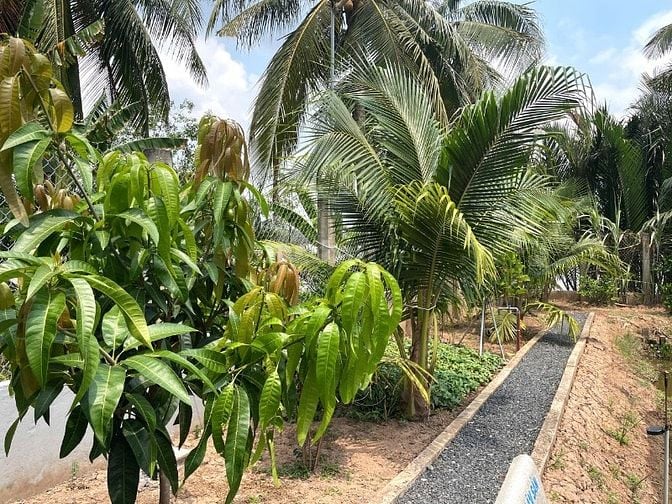 Nhà vườn nghỉ dưỡng ven sông - ven sông chỉ 1 tỉ 700 triệu 