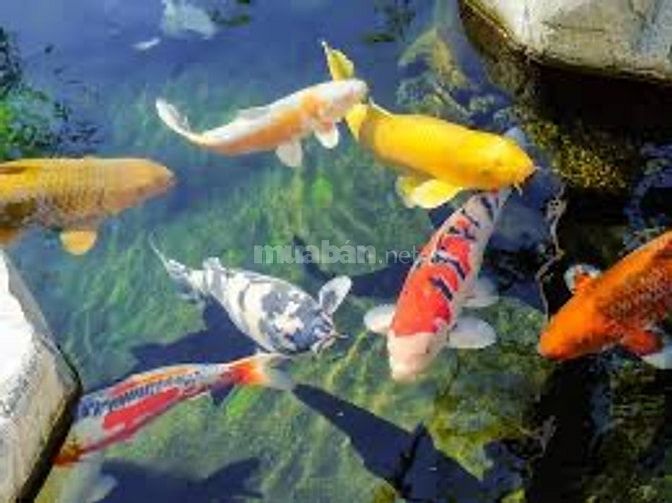 VIỆC LÀM THÊM CHO SINH VIÊN - LĐPT
