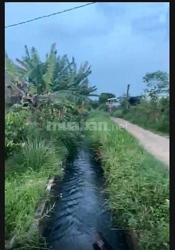 Cho thuê 2000m2 đât trồng cây lâu năm để sản xuất, phục vụ hoa màu