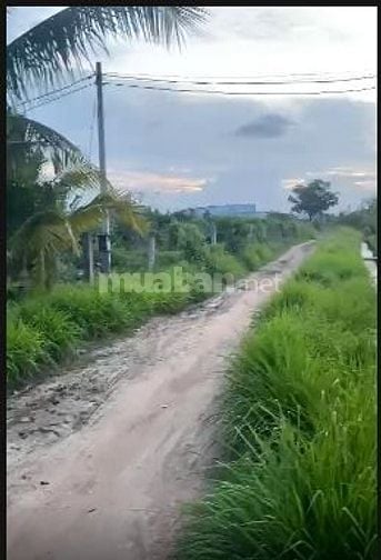 Cho thuê 2000m2 đât trồng cây lâu năm để sản xuất, phục vụ hoa màu