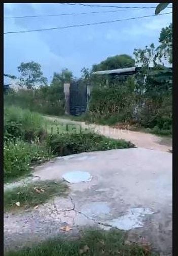 Cho thuê 2000m2 đât trồng cây lâu năm để sản xuất, phục vụ hoa màu