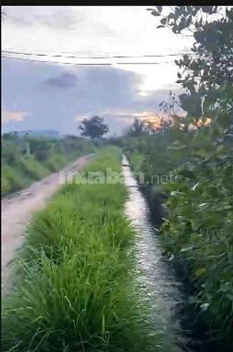 Cho thuê 2000m2 đât trồng cây lâu năm để sản xuất, phục vụ hoa màu
