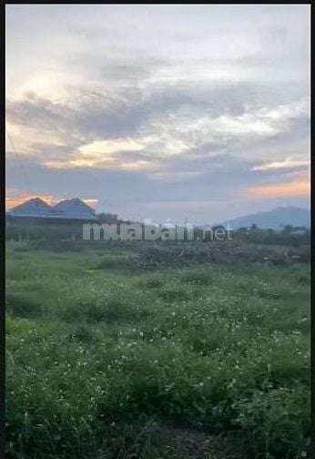 Cho thuê 2000m2 đât trồng cây lâu năm để sản xuất, phục vụ hoa màu