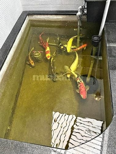 Bán nhà 5 tầng mới đẹp có thang máy mặt tiền đường Trần Nguyên Hãn