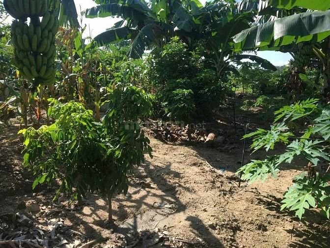bán đất vườn có 400m2 thổ cứ , ở eakar daklak 