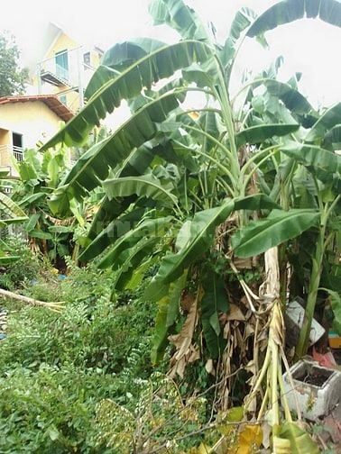 BÁN ĐẤT CÓ NHÀ TIỀN CHẾ 75m2 Hẻm đường LÊ CƠ 