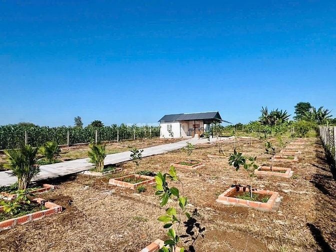 Bán Gấp Nhà Vườn Liền Kề Hồ Đã Xây Rào Và Trồng Cây Ăn Trái Chỉ 1.5 Tỷ