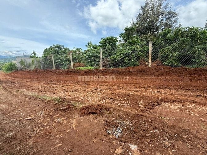 Bán 2,8 ha Sầu Riêng 9 năm tuổi và Cà Phê, cho tặng kèm 1,2ha