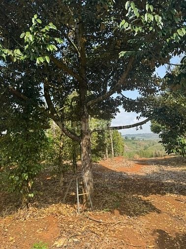 Bán 2,8 ha Sầu Riêng 9 năm tuổi và Cà Phê, cho tặng kèm 1,2ha