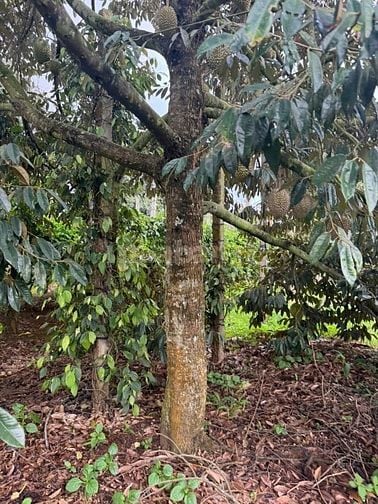 Bán 2,8 ha Sầu Riêng 9 năm tuổi và Cà Phê, cho tặng kèm 1,2ha