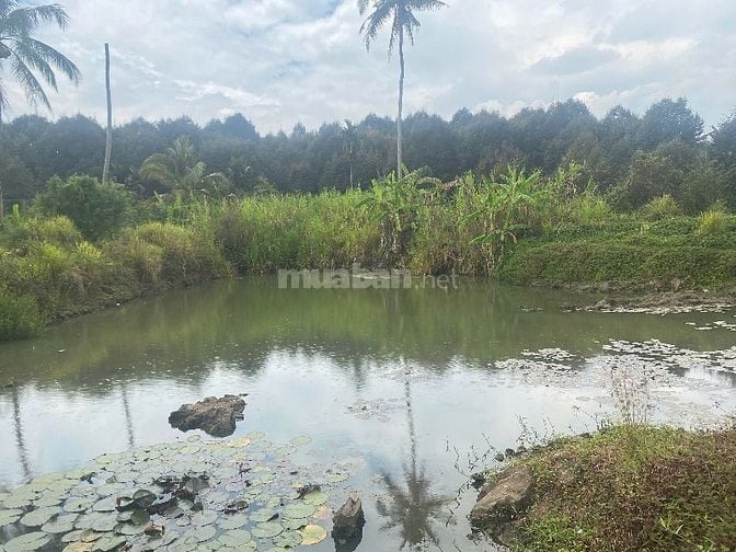 🌿 BÁN GẤP ĐẤT VƯỜN 15.236M² – CÓ 2 HỒ CÁ – CÁCH TRUNG TÂM LONG KHÁNH 
