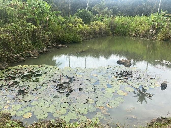 🌿 BÁN GẤP ĐẤT VƯỜN 15.236M² – CÓ 2 HỒ CÁ – CÁCH TRUNG TÂM LONG KHÁNH 