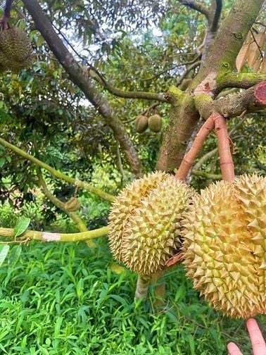 Cần bán mảnh vườn gần biển Phước Hải phù hợp để làm nhà vườn, đầu tư s