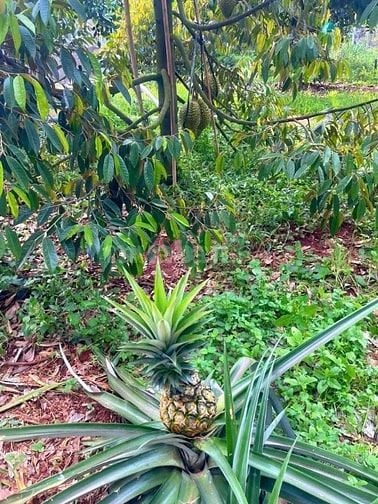 Cần bán mảnh vườn gần biển Phước Hải phù hợp để làm nhà vườn, đầu tư s