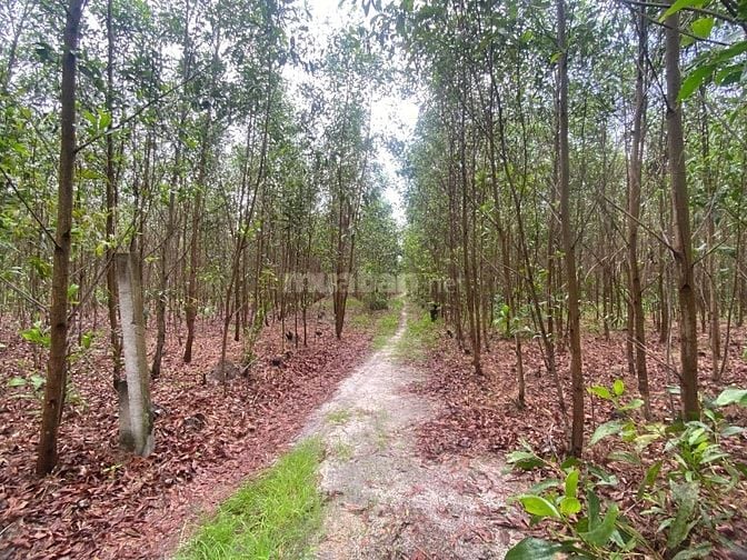  Siêu Ngộp 2000m2 Full Hồng Tân Phước LaGi Giá Cực Rẻ Chỉ 2 Tỷ 