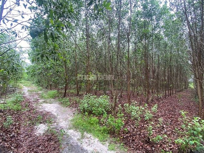  Siêu Ngộp 2000m2 Full Hồng Tân Phước LaGi Giá Cực Rẻ Chỉ 2 Tỷ 