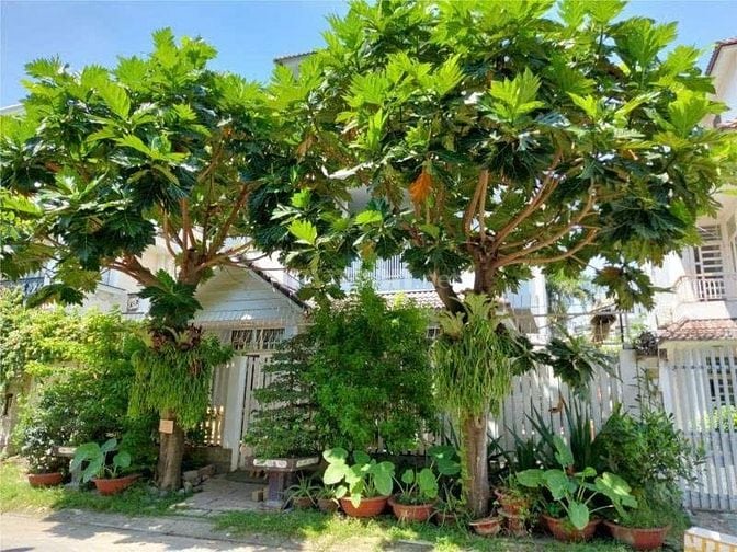 GIẢM 10 TỶ BÁN CHIA TÀI SẢN KHUÔN ĐẤT BIỆT THỰ SÂN VƯỜN- 18X18M- BÌNH 