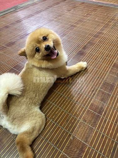 chó fox sóc vàng thuần chủng, mắt to tròn đen nháy